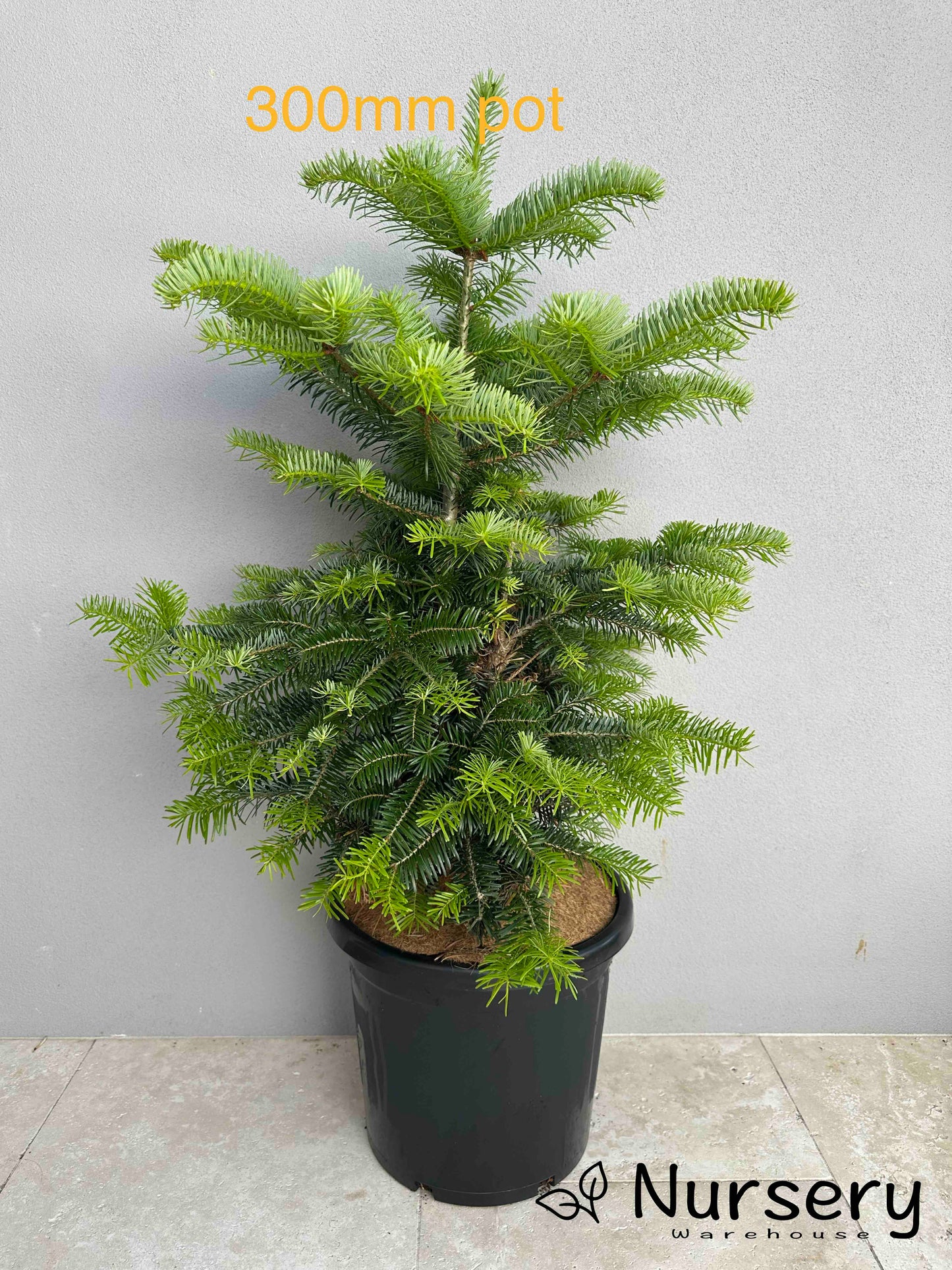 Abies Nordmanniana (Nordmann Fir)