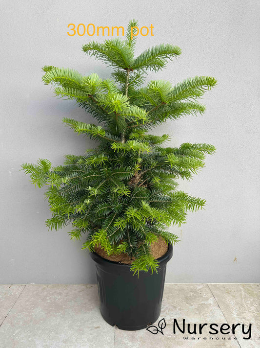 Abies Nordmanniana (Nordmann Fir)