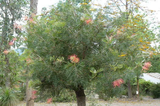 Grevillea 'Ned Kelly'