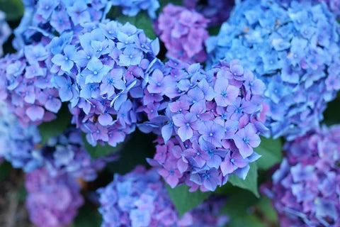 Hydrangea macrophylla – Bigleaf Hydrangea