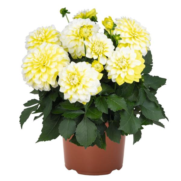 Dahlia 'Imagine Mini Bicolour Yellow' (Imagine Mini Bicolour Yellow Dahlia)