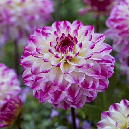 Dahlia 'Imagine Mini Bicolour' (Imagine Mini Bicolour Dahlia)