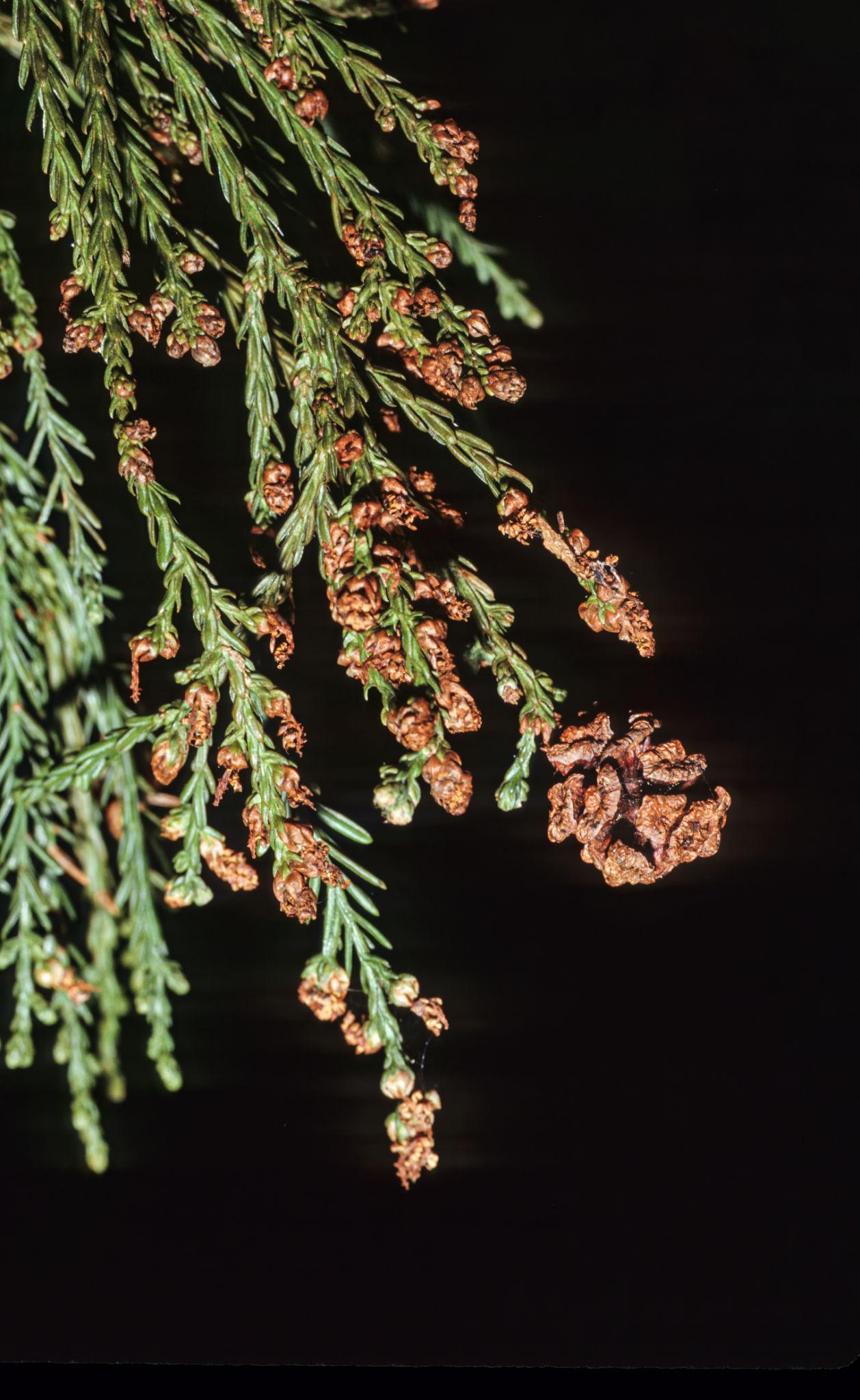 Sequoia Sempervirens (Coast Redwood) CLEARANCE