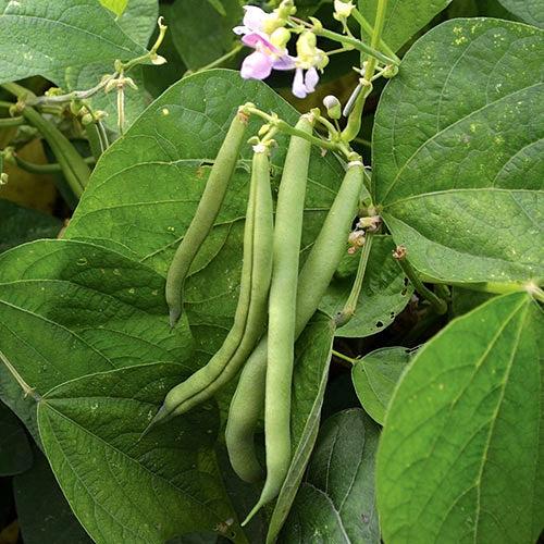 Phaseolus vulgaris (Bean Bush)