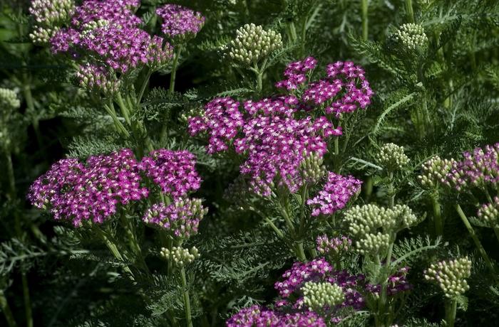 Achillea Millefolium 'Cassis' (Cassis Yarrow)