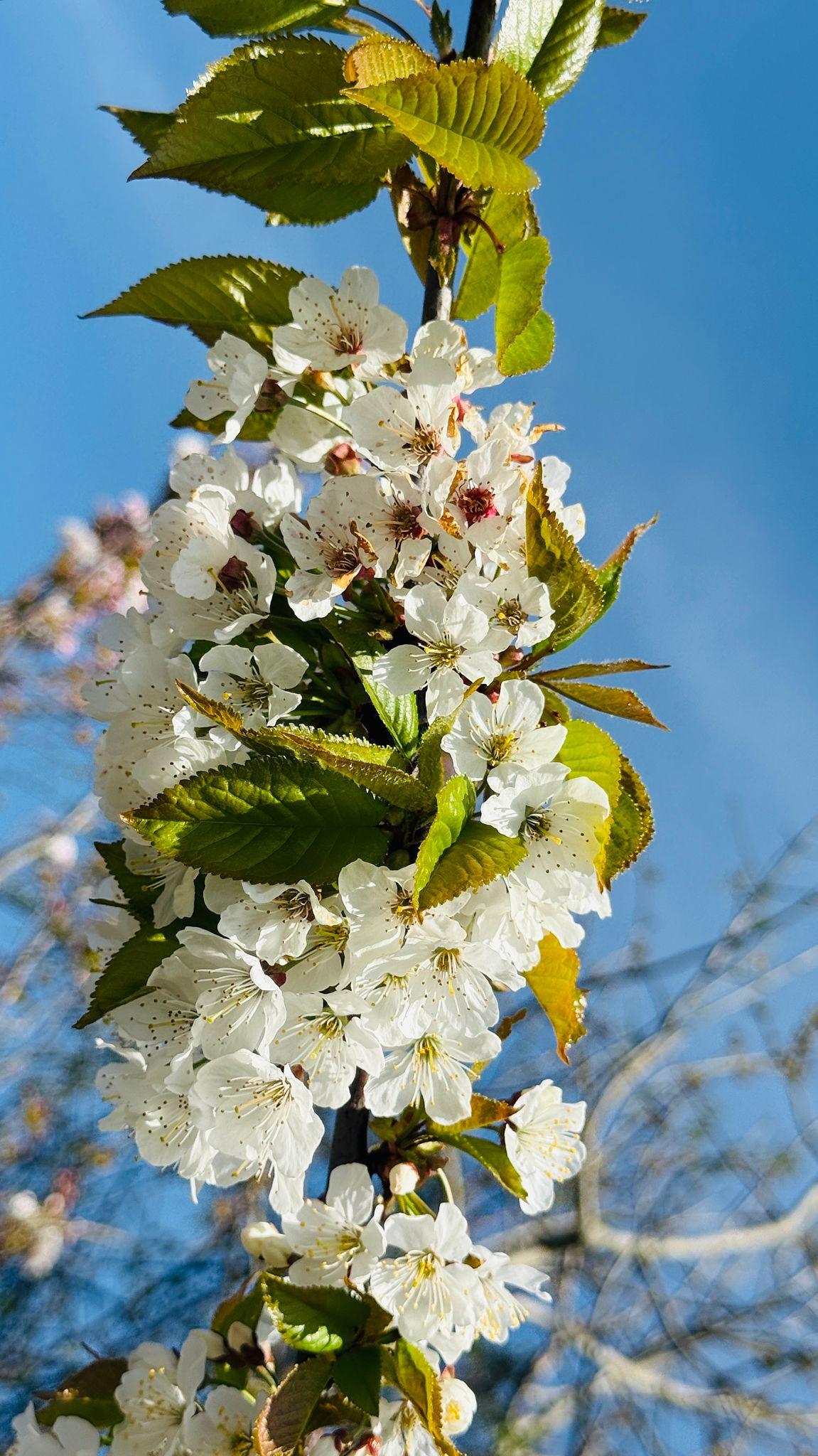 Prunus Avium ‘Lapins’ (Lapins Cherry)
