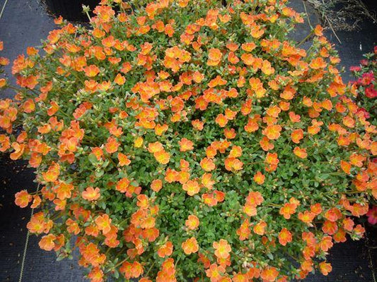 Portulaca ‘Hot Shots Orange’ (Orange Purslane)