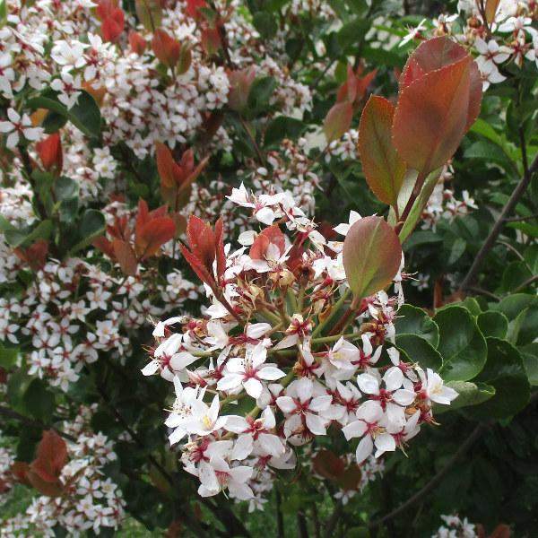 Rhaphiolepis Indica ‘Hot Tips’ (Hot Tips Indian Hawthorn)