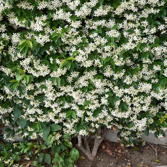 Trachelospermum Jasminoides (Star Jasmine Tripods)