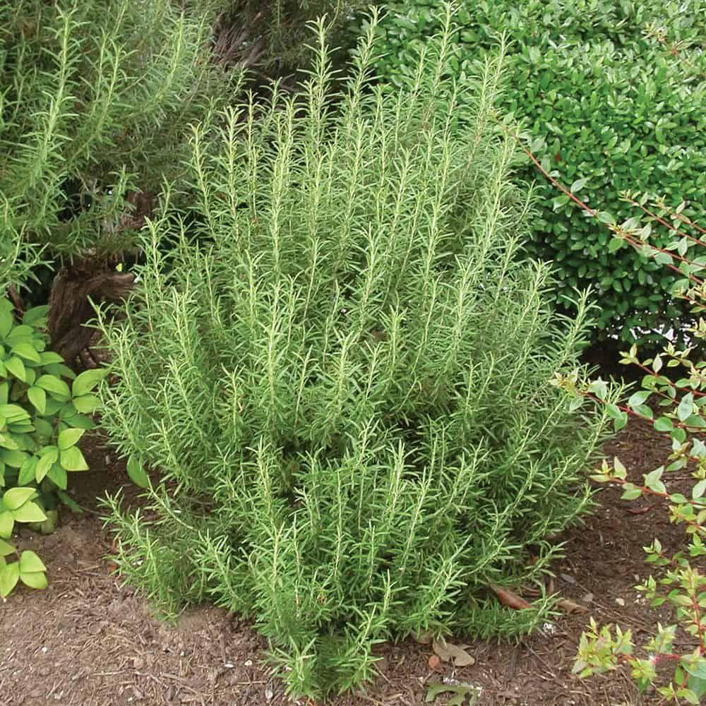 Rosmarinus Officinalis 'Savor' (Savor Rosemary)