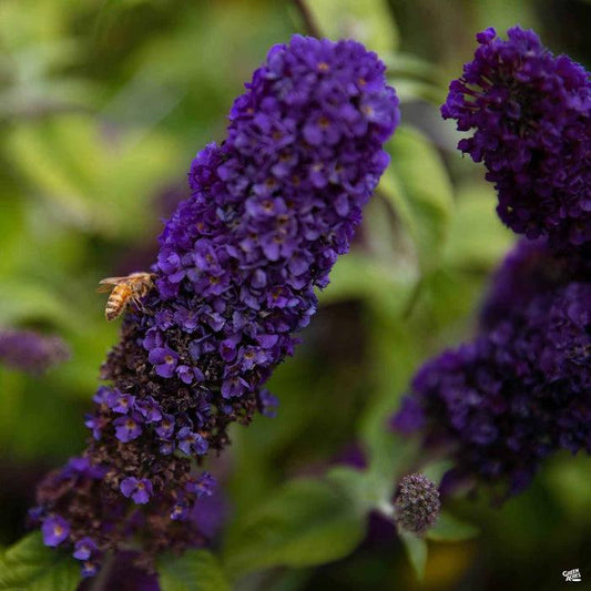 Buddleja davidii ‘Buzz® Midnight’ (Dwarf Butterfly Bush)