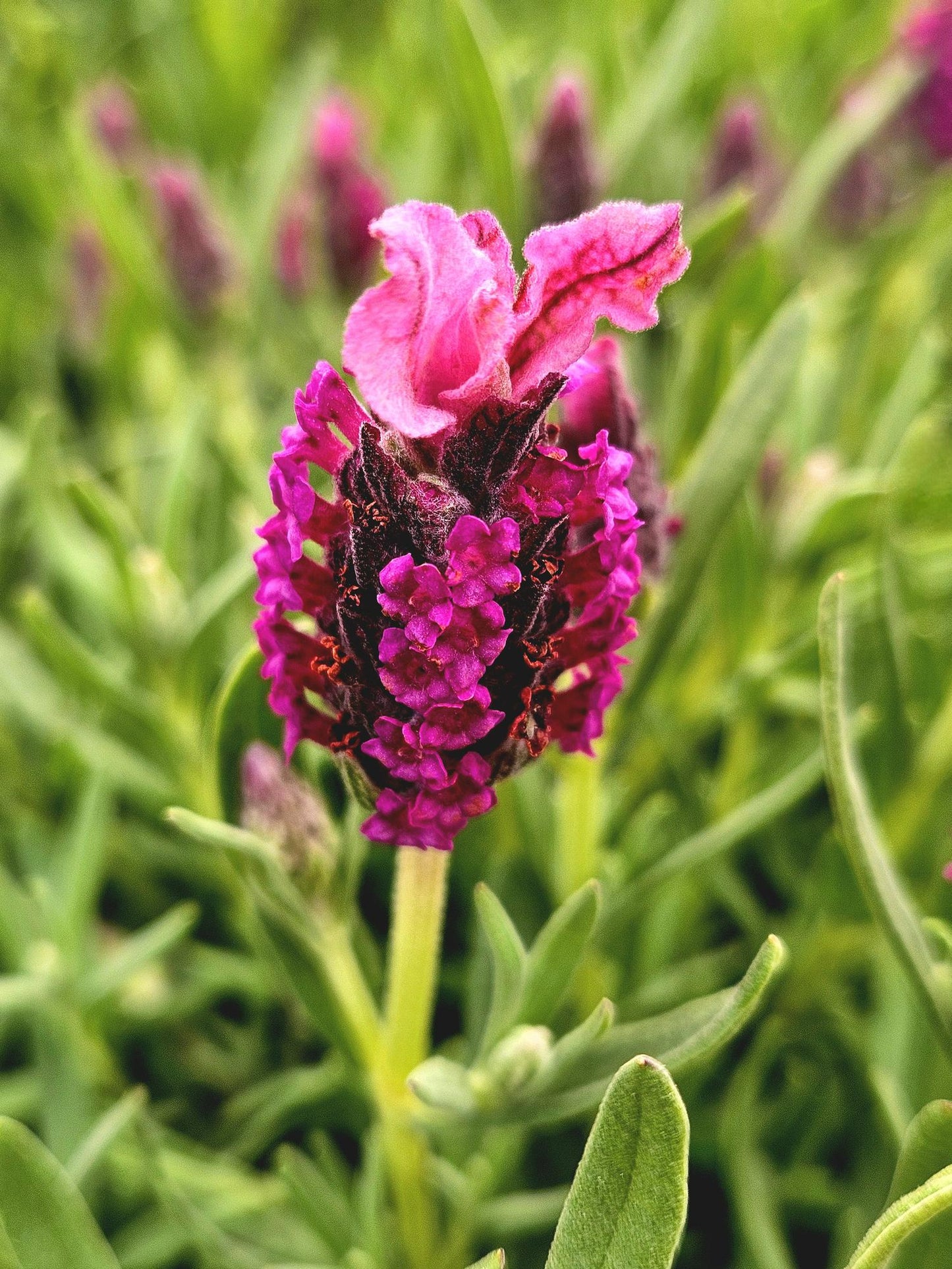 Lavandula Stoechas ‘Bella Pink’ (Bella Pink Lavender)