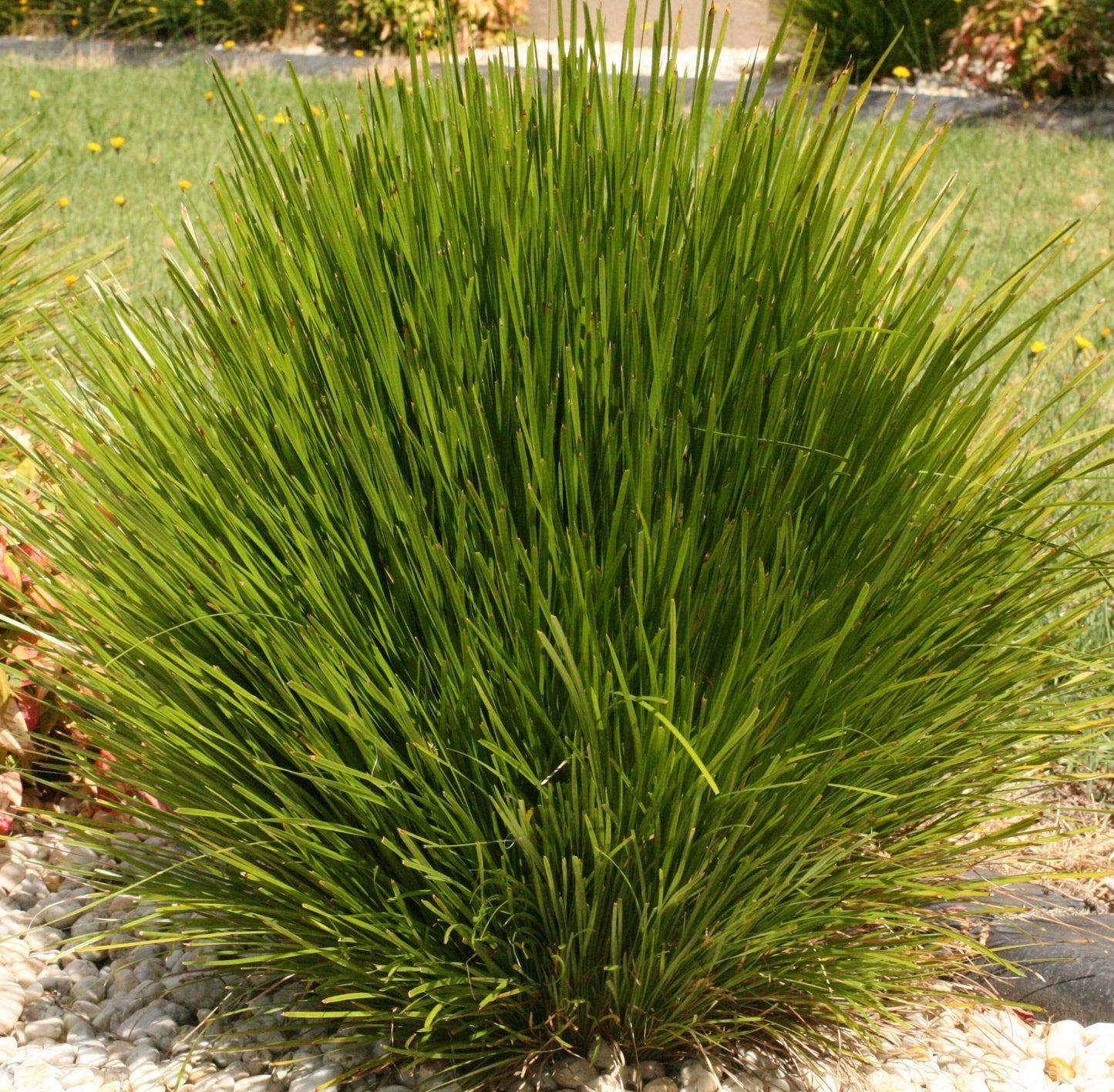 Lomandra 'Little Lime' (Little Lime Lomandra)