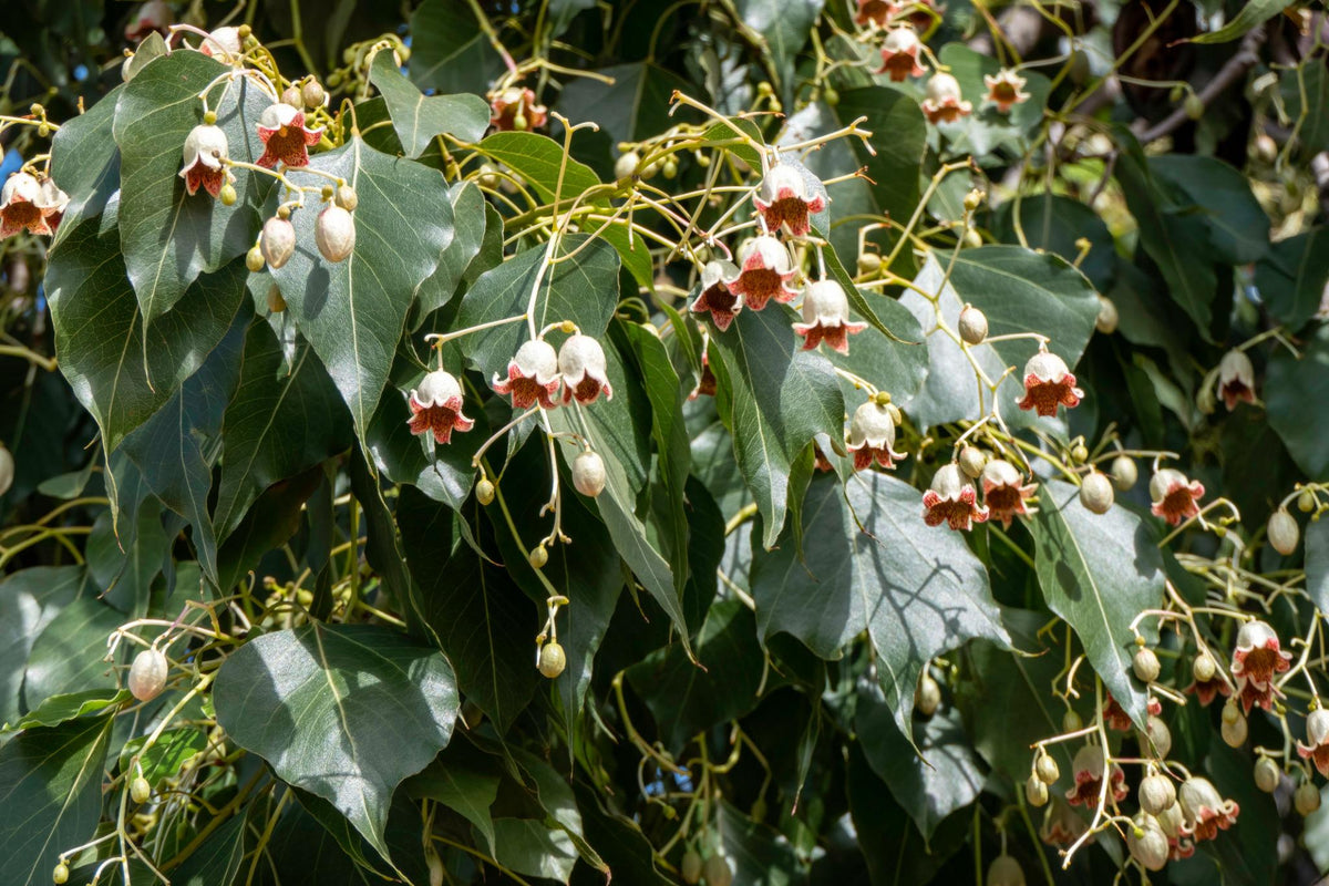 Brachychiton Populneus (Kurrajong) GRAFTED