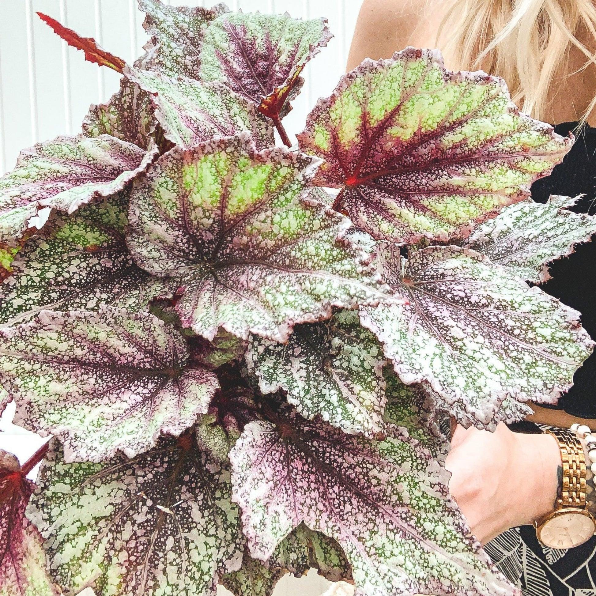 Begonia Rex-Cultorum ‘Bewitched Assorted’ (Bewitched Assorted Rex Begonia)