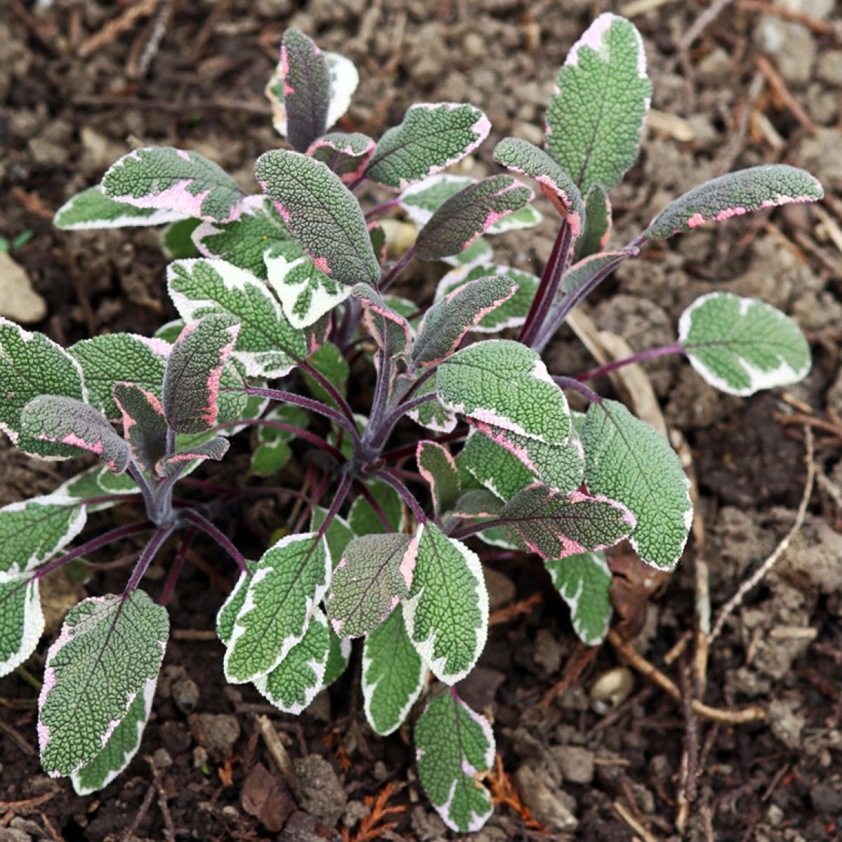 Salvia Officinalis (Sage Tricolour)