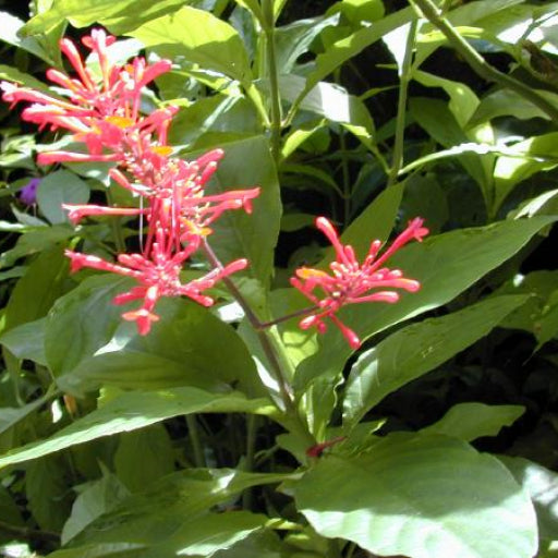 Odontonema strictum (Firespike)
