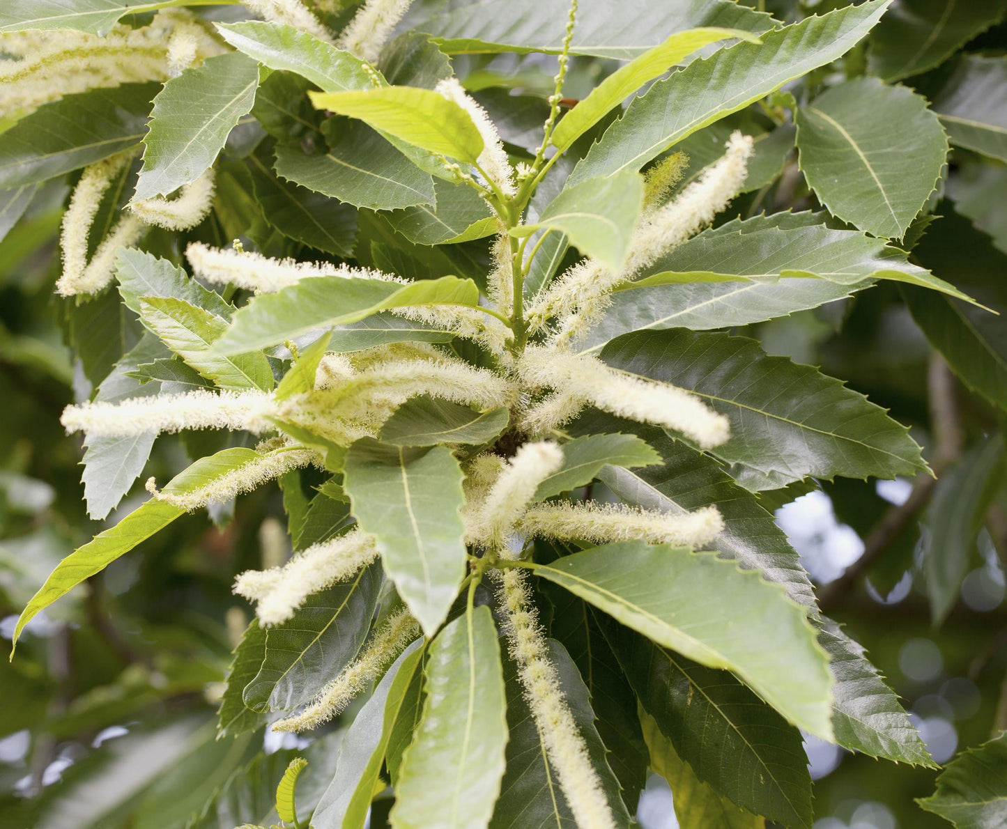 Castanea Sativa Flemings Prolific (Chestnut)
