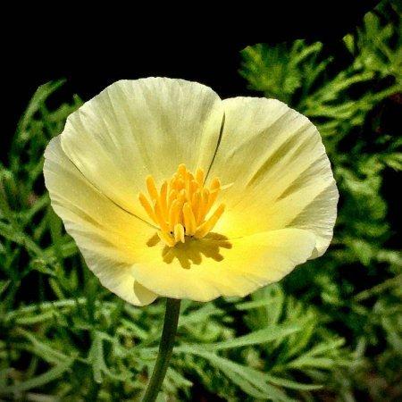 Eschscholzia Californica 'Lemon Drop' (California Poppy Lemon Drop)