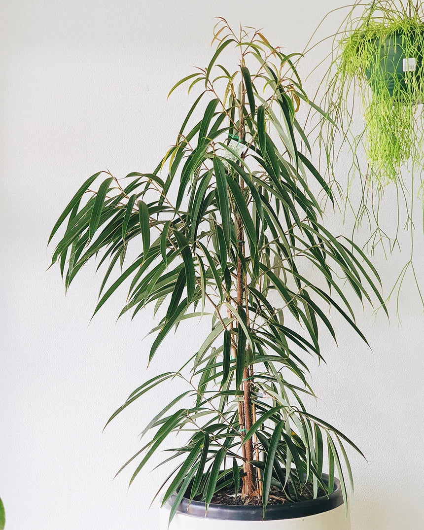 Ficus Longifolia (Sabre Tooth Fig)