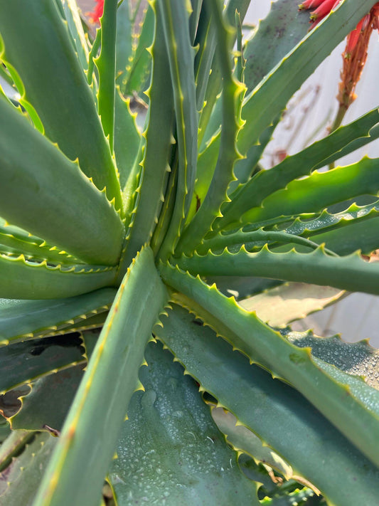 Aloe Barbadensis Miller (Aloe Vera)