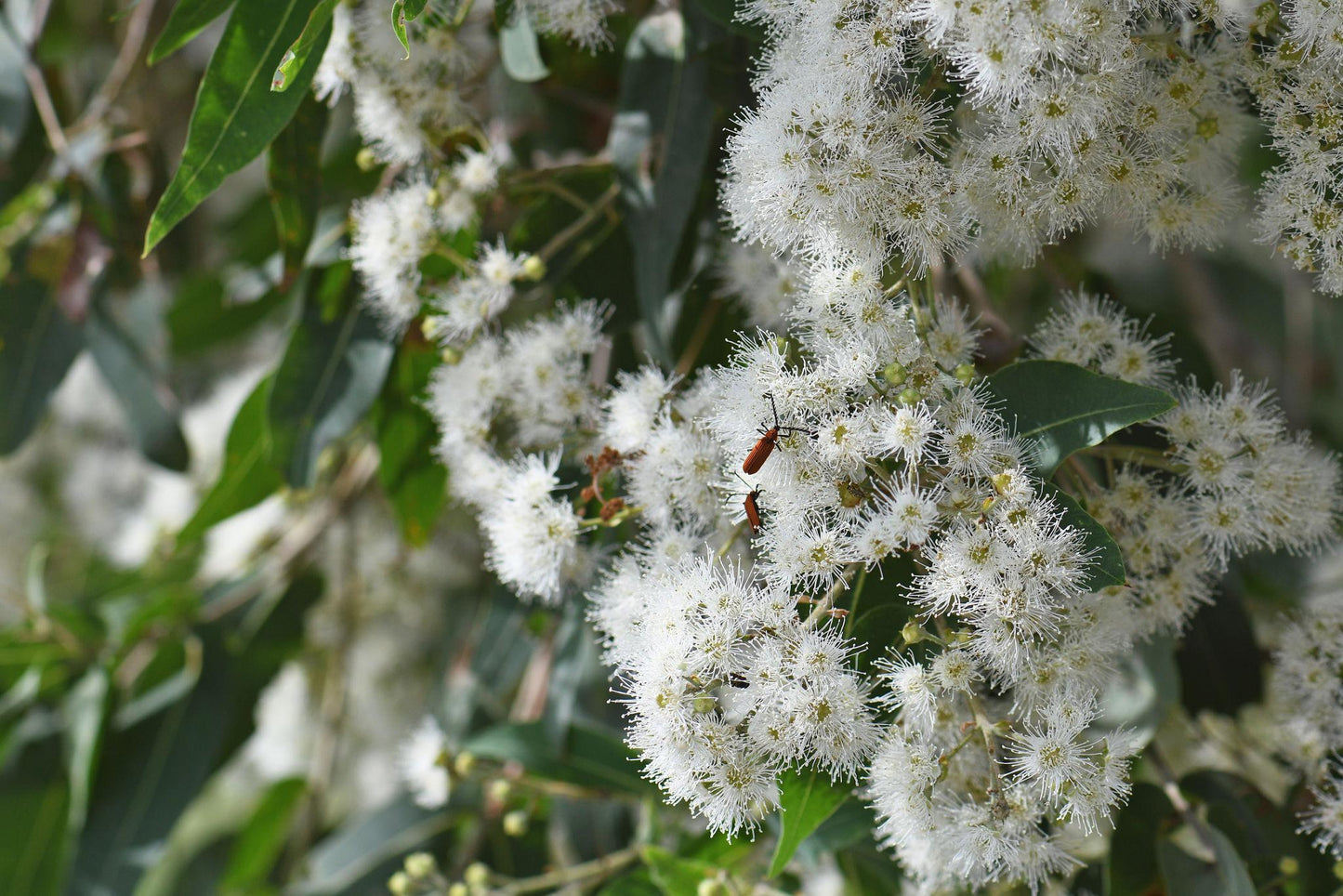 Angophora Subvelutina (Broad-Leaved Apple)