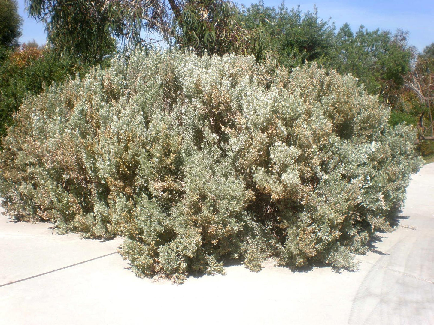 Atriplex Nummularia (Old Man Saltbush)
