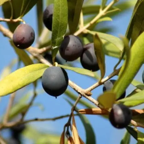 Olea europaea ‘Koronieiki’ (Koroneiki Olive)