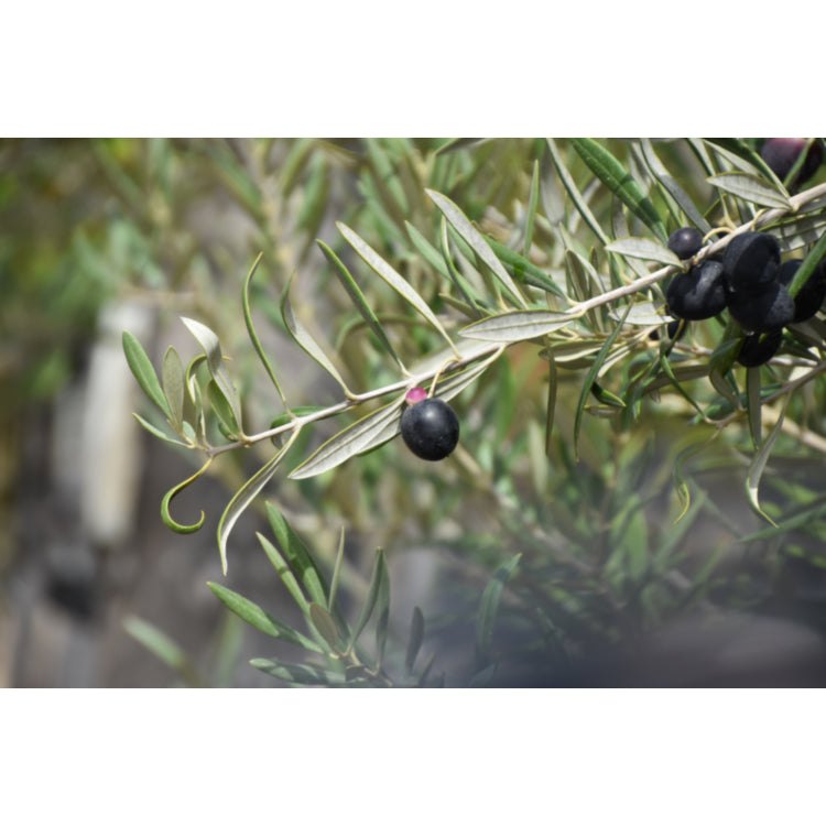 Olea europaea Verdale (Verdale Olive)