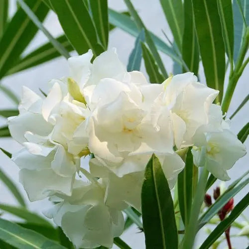 Nerium Oleander ‘Double White’