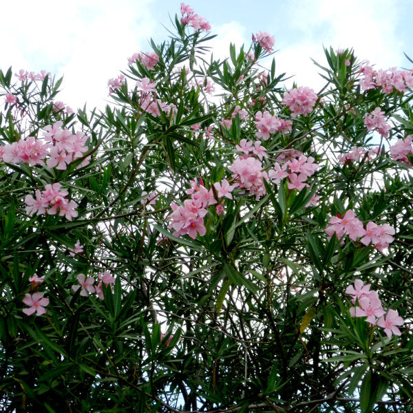 Nerium oleander Punctatum (Oleander)