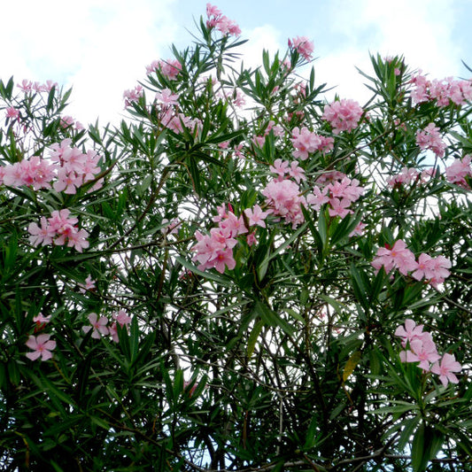 Nerium oleander Punctatum (Oleander)