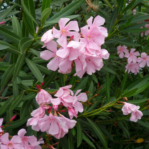 Nerium oleander Punctatum (Oleander)