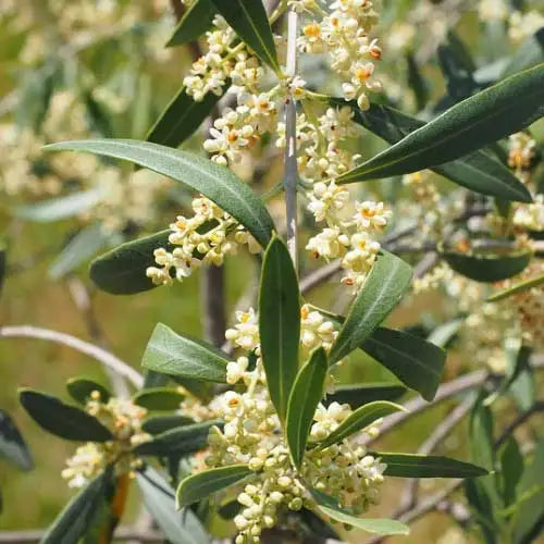 Olea europaea 'Helena' (Helena Olive)