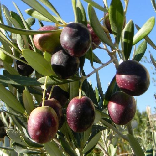Olea Europaea ‘Manzanillo’ (Manzanillo Olive)