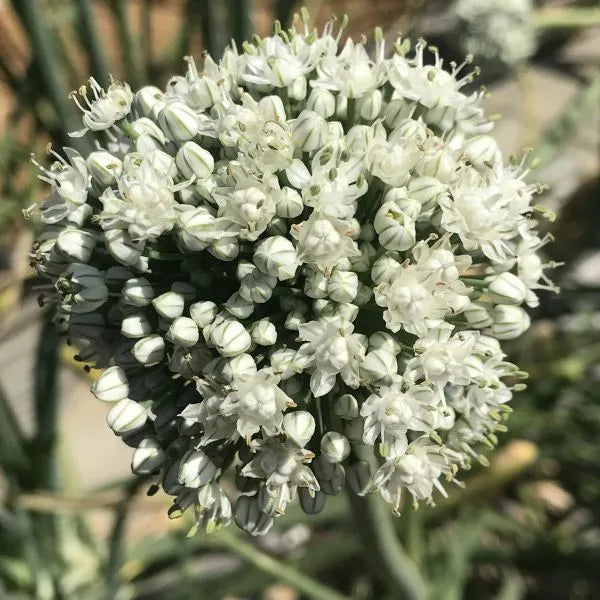 Onion ‘Brown’ – Allium cepa var. cepa