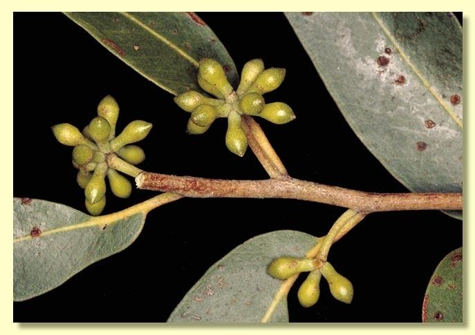 Eucalyptus Eugenioides (Thin-Leaved Stringybark)