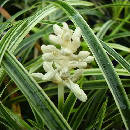 Ophiopogon intermedius ‘Alba Variegata’ (Stripey White)