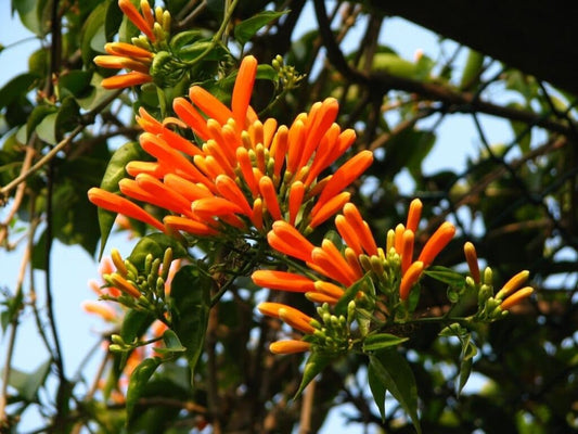 Pyrostegia venusta (Flame Vine)
