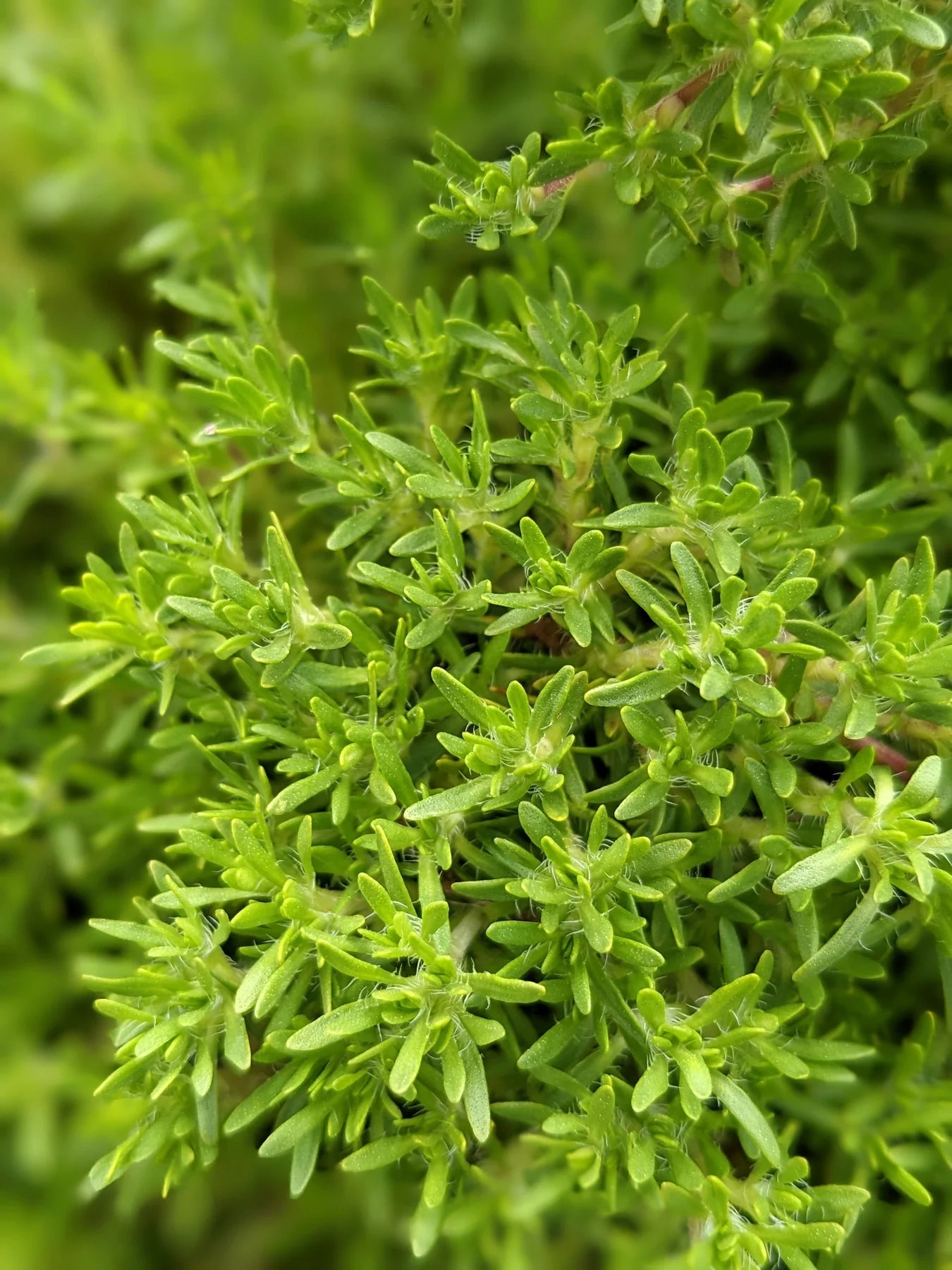Thymus Fragrantissimus (Orange Peel Thyme)