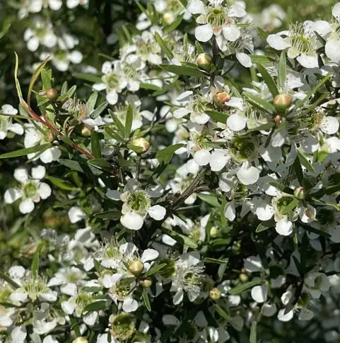 Leptospermum ‘Lemon Frost’ – Tea Tree