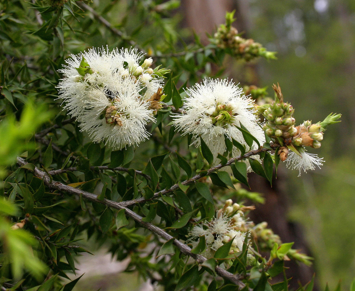 Melaleuca Styphelioides Prickly Paperbark For Unique Landscaping melaleuca-styphelioides-prickly-paperbark-for-unique-landscaping