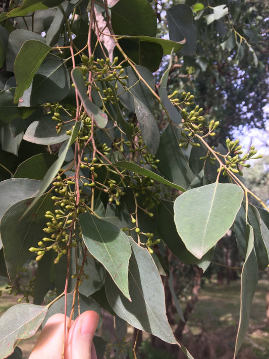 Eucalyptus Moluccana (Grey Box)