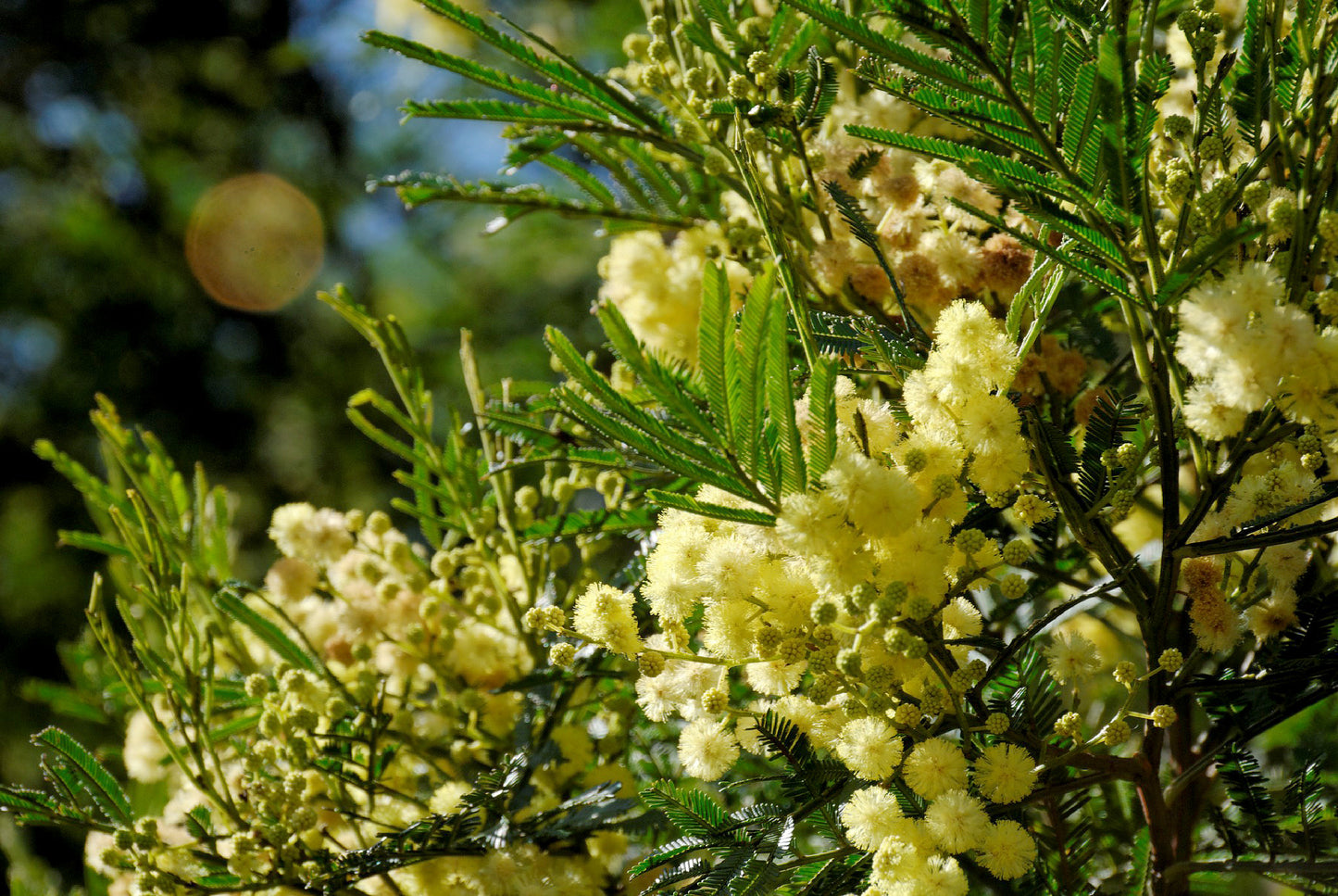 Acacia Parramattensis (Parramatta Wattle)