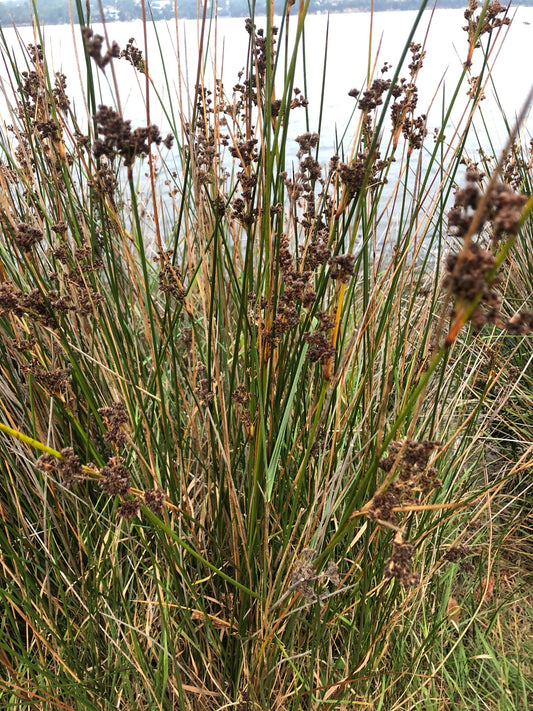 Juncus Kraussii (Sea Rush)