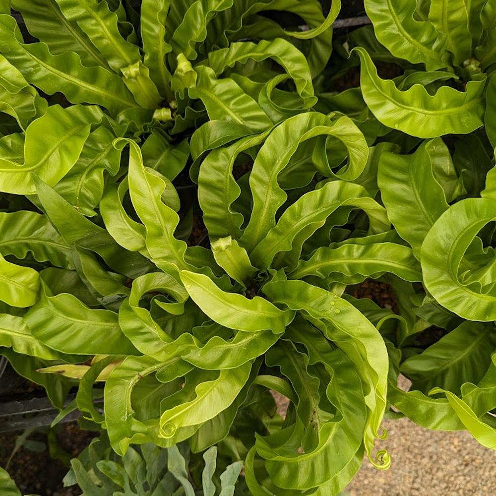 Asplenium Antiquum ‘Hurricane’ (Hurricane Bird’s Nest Fern)