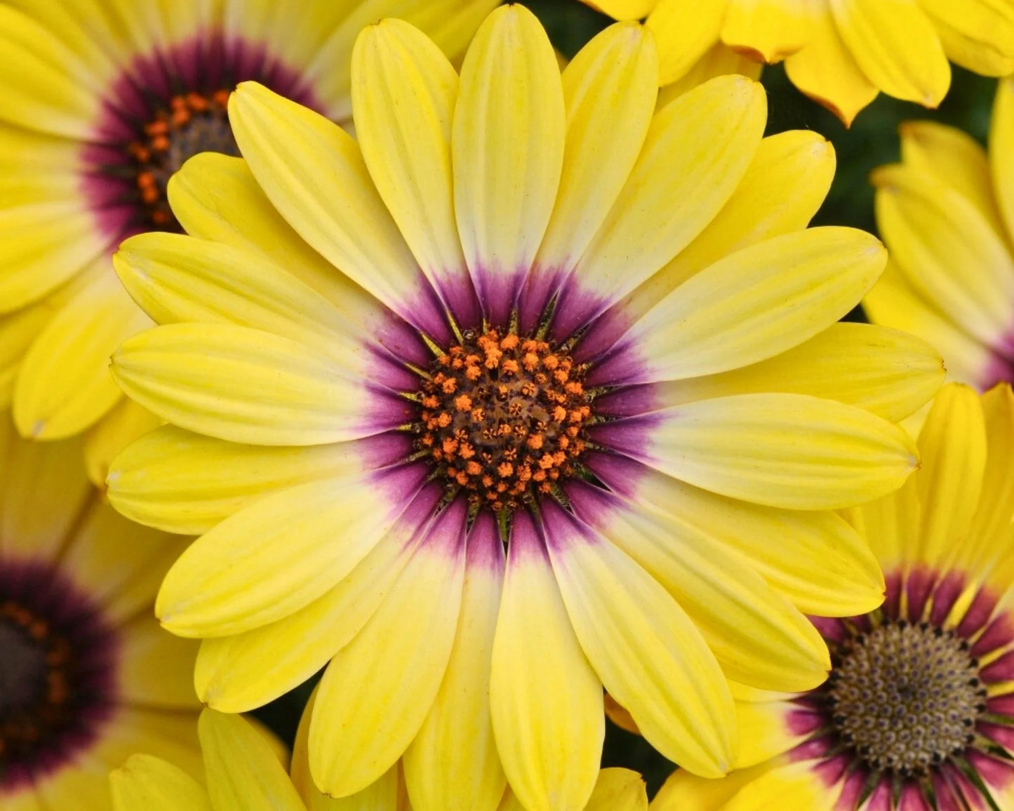 Osteospermum 'Blue Eyed Beauty' (Blue Eyed Beauty African Daisy)
