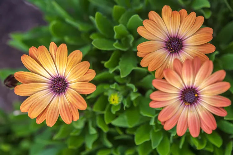 Osteospermum ‘Lazy Daisy Copper’ (African Daisy)