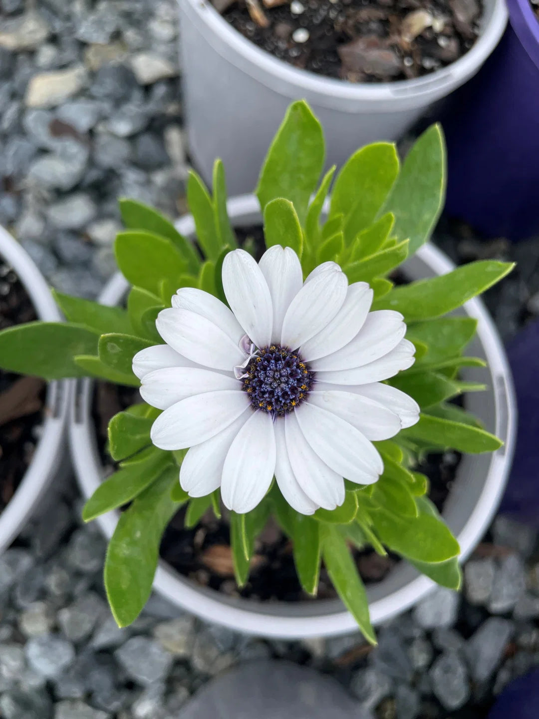 Osteospermum Ecklonis ‘Serenity White’ (Serenity White African Daisy)