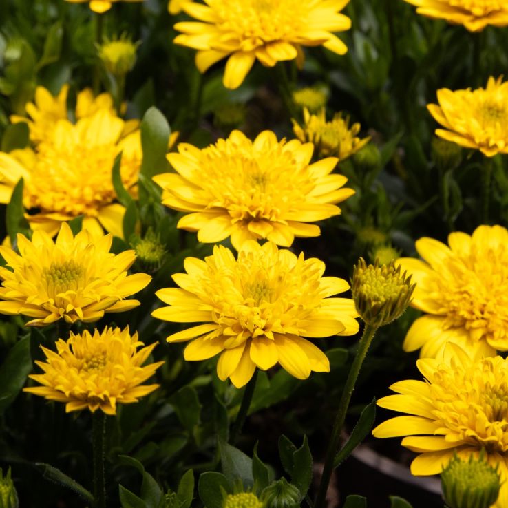 Osteospermum ‘3D Deep Sun’ (3D Deep Sun African Daisy)
